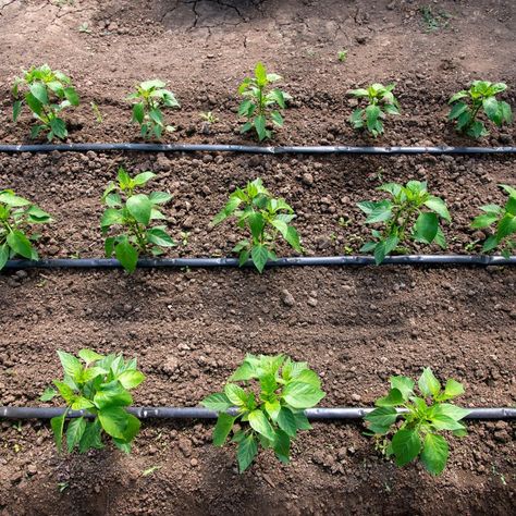 Drip Irrigation System